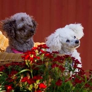 Meet your Posher, Marge